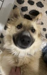 Lost Male Dog last seen N Douglas and 63rd St, Oklahoma City, OK 73139