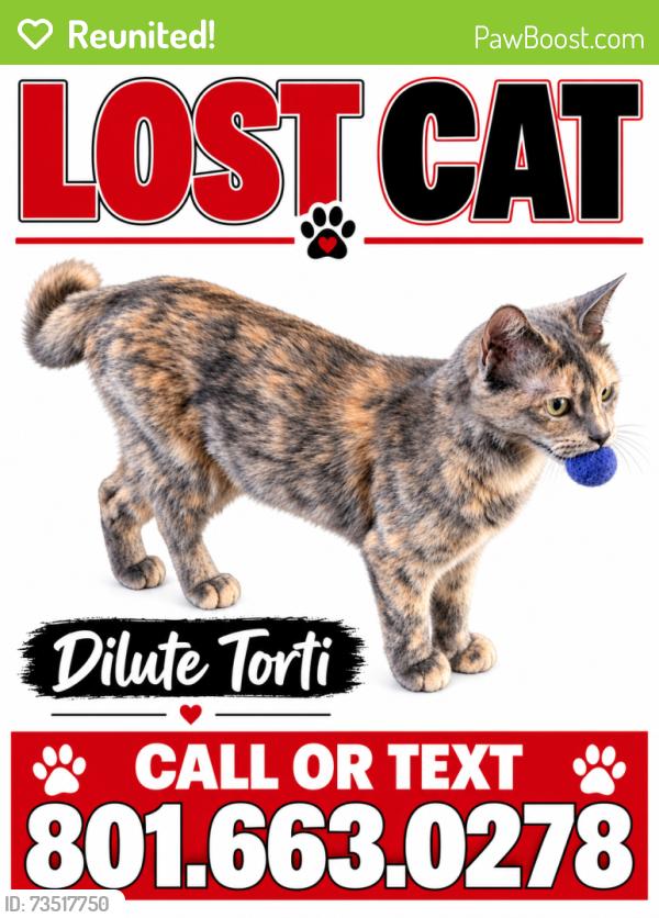Reunited Female Cat last seen Near S 1300 E, South Ogden, UT 84403