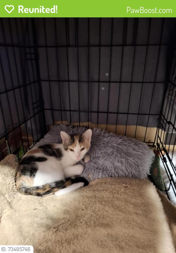 Reunited Female Cat last seen Bemart street, liberty street, beaumont school, Green Bay, WI 54304