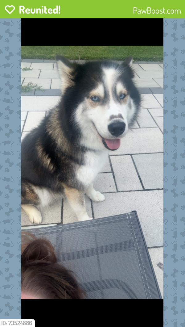 Reunited Female Dog last seen Lamont Street and Radcliffe Ave, Kingsport, TN 37664