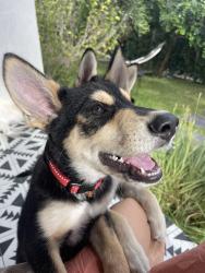 Lost Male Dog last seen Gold’s Gym, Los Angeles, CA 90291