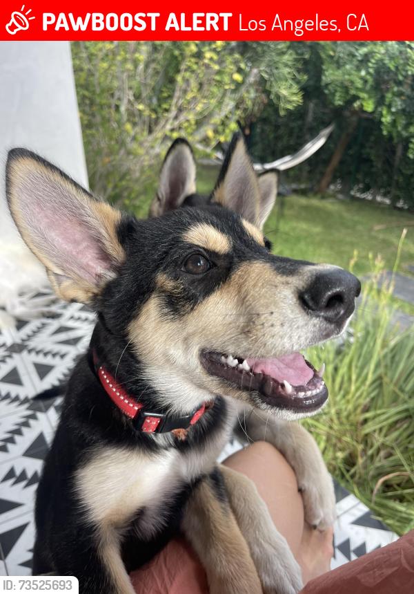 Lost Male Dog last seen Gold’s Gym, Los Angeles, CA 90291