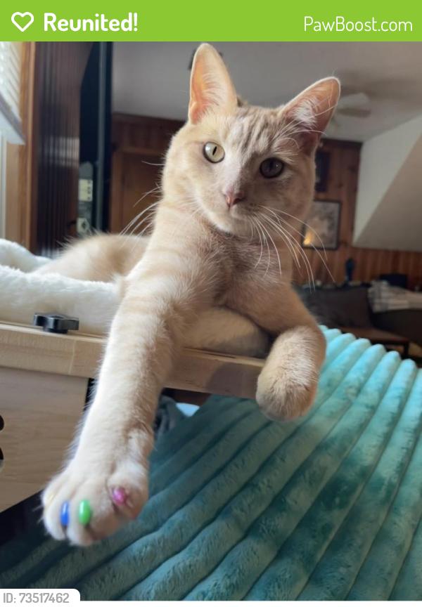 Reunited Male Cat last seen Fordson & Vandover, Tuckahoe, VA 23229