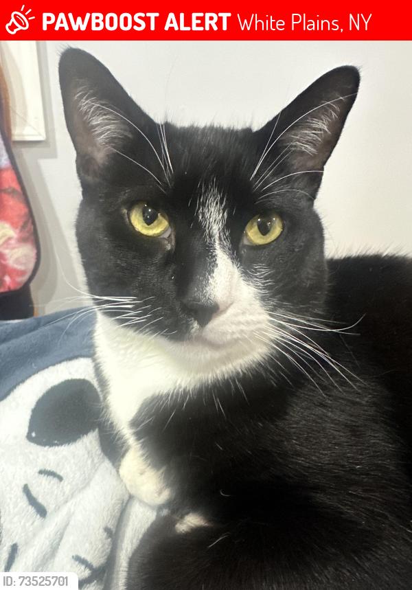 Lost Male Cat last seen South Road, North Road, Lincoln Place, White Plains, NY 10603