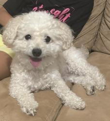 Lost Male Dog last seen St. Johns Parkway, St. Johns County, FL 32092