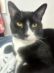 Lost Male Cat last seen South Road, North Road, Lincoln Place, White Plains, NY 10603