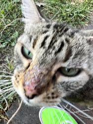 Lost Female Cat last seen Bosque Farms elementary school, Bosque Farms, NM 87068