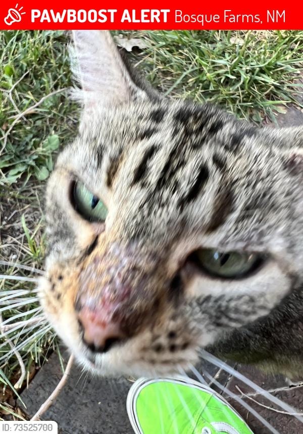 Lost Female Cat last seen Bosque Farms elementary school, Bosque Farms, NM 87068