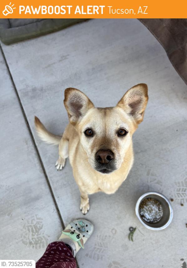 Found/Stray Female Dog last seen Next to challenger middle school, Tucson, AZ 85756