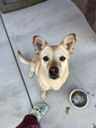 Found/Stray Female Dog last seen Next to challenger middle school, Tucson, AZ 85756