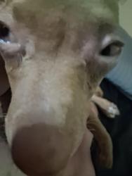 Lost Female Dog last seen Near West Cochise Drive, Phoenix, AZ 85021