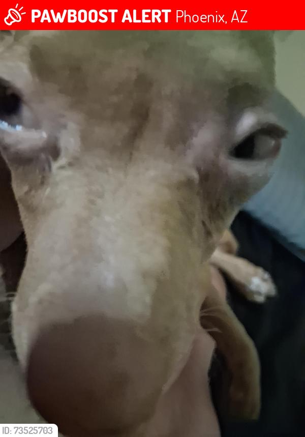 Lost Female Dog last seen Near West Cochise Drive, Phoenix, AZ 85021