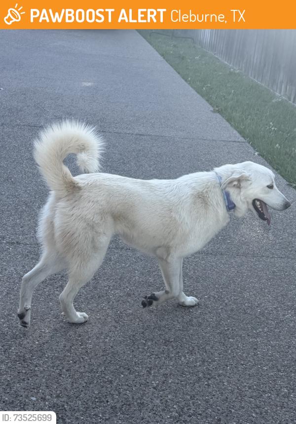 Found/Stray Female Dog last seen Hydepark BLVD and Wedgewood DR, Cleburne, TX 76033
