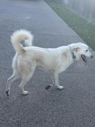 Found/Stray Female Dog last seen Hydepark BLVD and Wedgewood DR, Cleburne, TX 76033