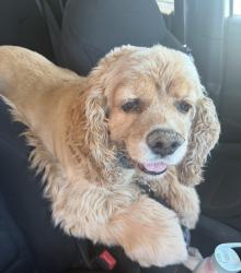 Reunited Male Dog last seen Near Mackinac Rd, Atlantis, FL 33462, USA, Atlantis, FL 33462