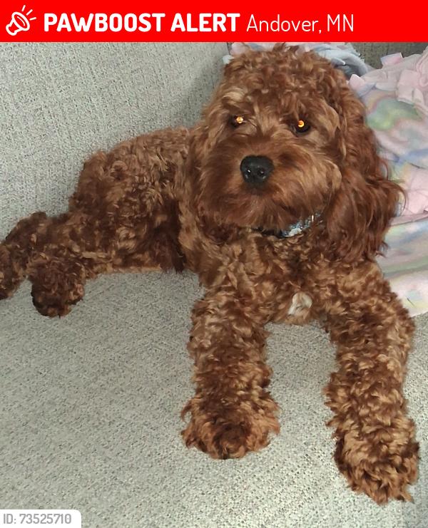 Lost Male Dog last seen Near wood, Andover, MN 55304
