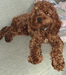 Lost Male Dog last seen Near wood, Andover, MN 55304