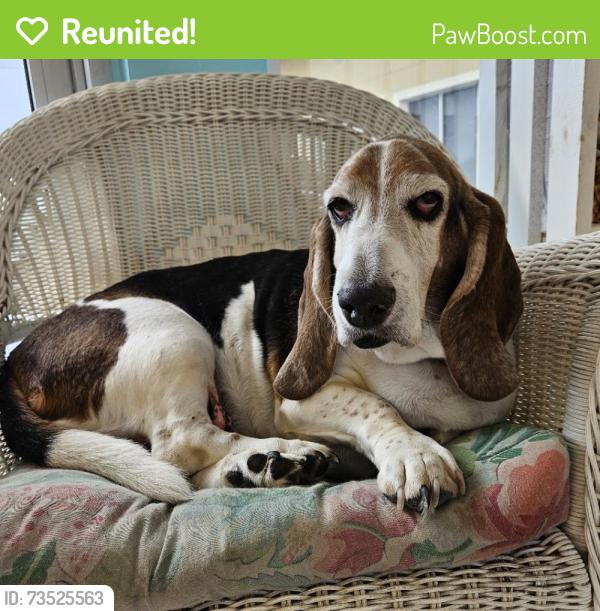 Reunited Male Dog last seen 62nd St W and Bayshore Gardens Parkway, Cotton Patch Quilt Shop, Bradenton, FL 34207