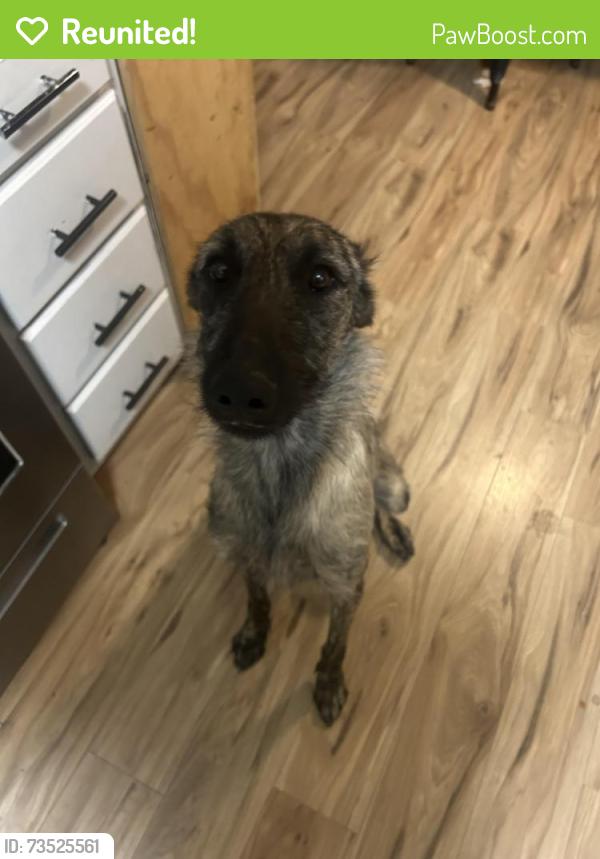 Reunited Female Dog last seen Near elm st fountain colorado, Fountain, CO 80817