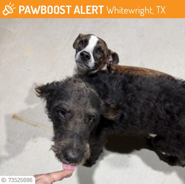 Found/Stray Unknown Dog last seen Near & 697, Whitewright, TX 75491