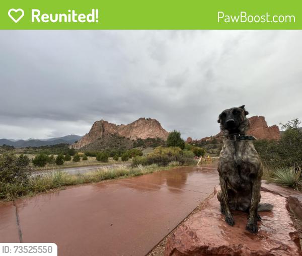 Reunited Female Dog last seen Near elm st fountain colorado, Fountain, CO 80817