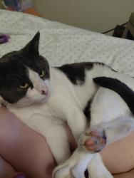Lost Male Cat last seen Black Lake apmts, Olympia, WA 98512
