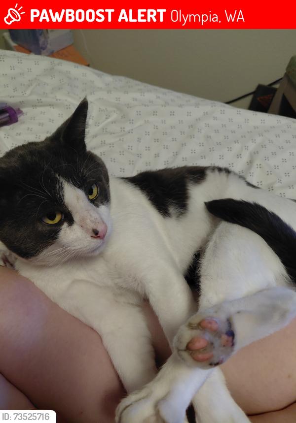 Lost Male Cat last seen Black Lake apmts, Olympia, WA 98512
