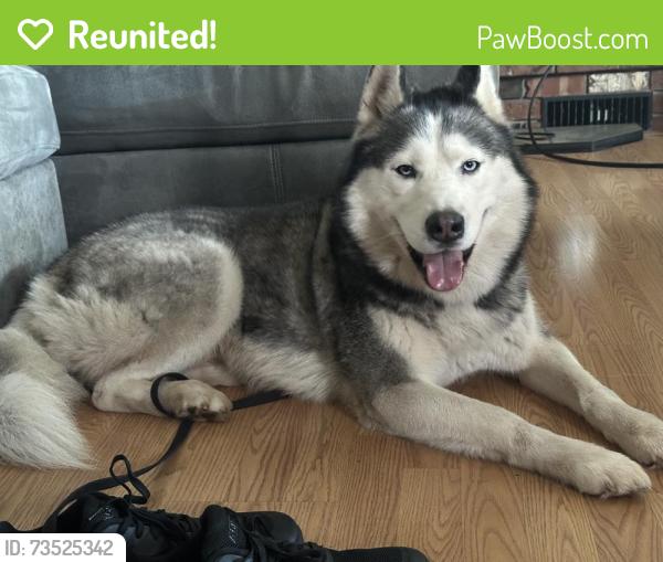Reunited Male Dog last seen Thriftway, Canby, OR 97013