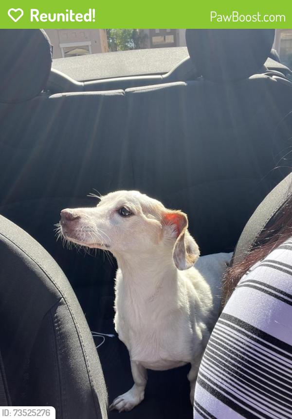 Reunited Male Dog last seen e Northridge St Mesa, Mesa, AZ 85213