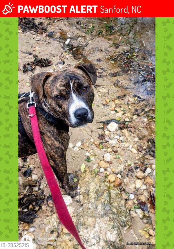 Lost Male Dog last seen Lee and Wilson rd, Sanford, NC 27332