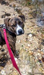 Lost Male Dog last seen Lee and Wilson rd, Sanford, NC 27332