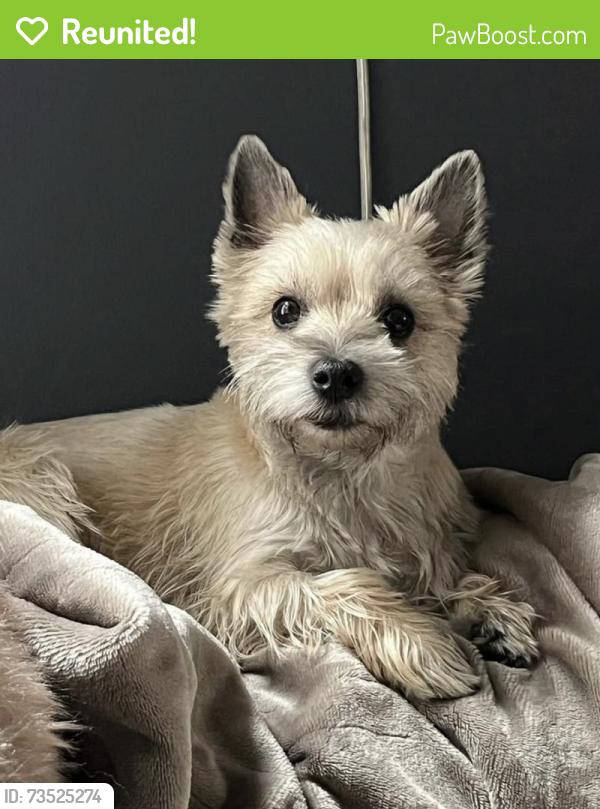 Reunited Female Dog last seen Bathurst and Eglinton, Toronto, ON 