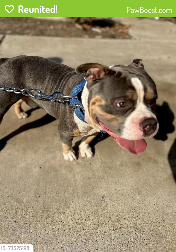Reunited Male Dog last seen Inspiration, Mission, TX 78572
