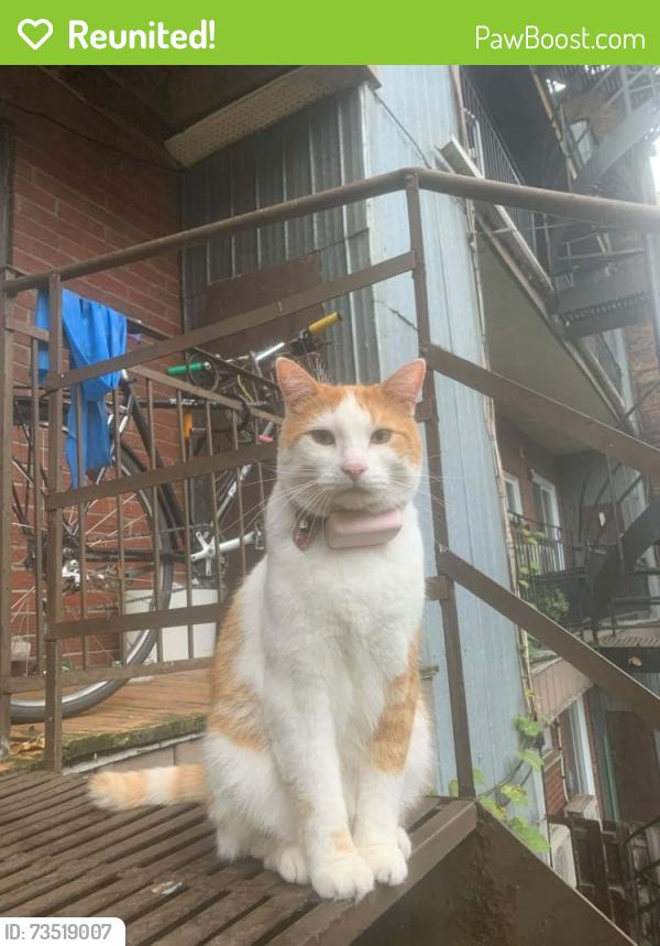 Reunited Male Cat last seen aylwin/ lafontaine, Montréal, QC H1W 3B9