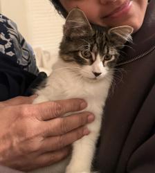 Lost Male Cat last seen Arthur C. Butler Elementary, Elk Grove, CA 95624