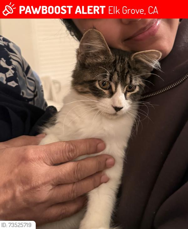 Lost Male Cat last seen Arthur C. Butler Elementary, Elk Grove, CA 95624