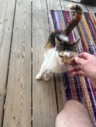 Found/Stray Female Cat last seen Goldston, Kannapolis, NC 28081