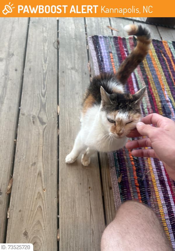 Found/Stray Female Cat last seen Goldston, Kannapolis, NC 28081
