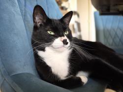 Reunited Male Cat last seen Stewart Dr. and Ballentine Ct., Hutto, TX 78634