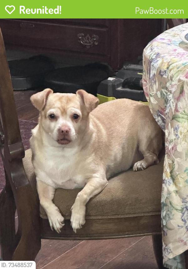 Reunited Female Dog last seen E screech owl dr, duck hawk st, Kuna, ID 83634