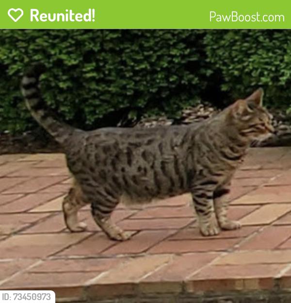 Reunited Male Cat last seen Scottsville, Scottsville, VA 24590