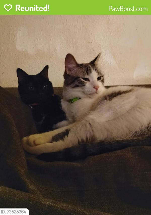 Reunited Male Cat last seen Crosby Rec Center, Carrollton, TX 75006
