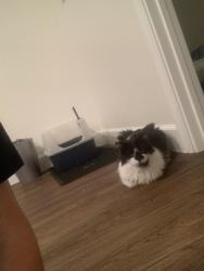 Found/Stray Unknown Cat last seen Redwood, Saratoga Springs, UT 84045