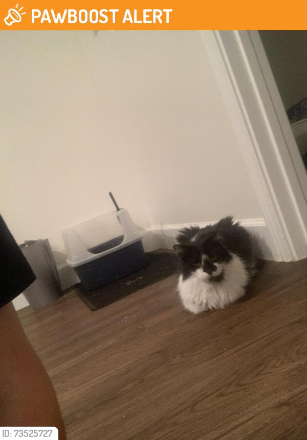 Found/Stray Unknown Cat last seen Redwood, Saratoga Springs, UT 84045
