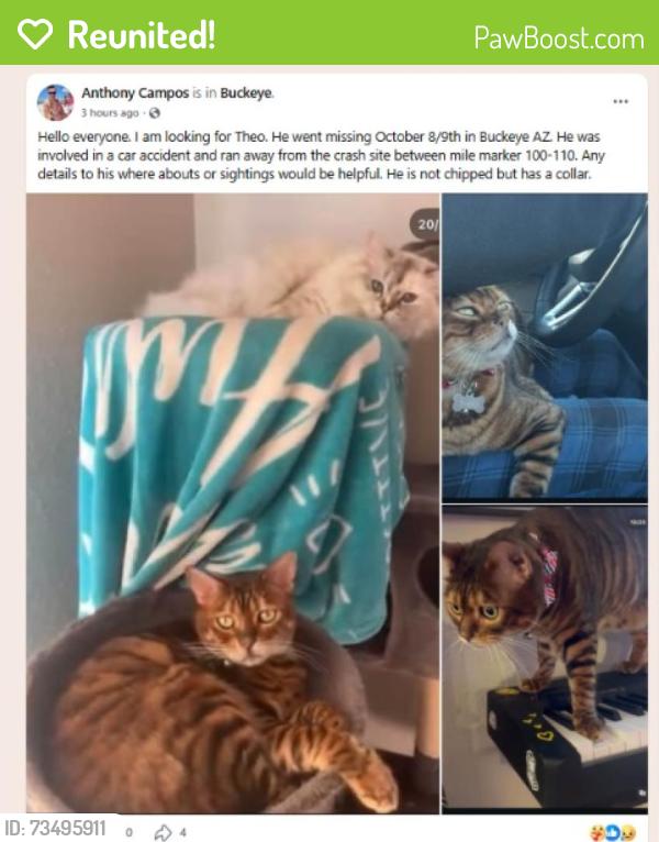 Reunited Male Cat last seen S Palo Verde Rd and W Lower Buckeye Rd, Buckeye, AZ 85343
