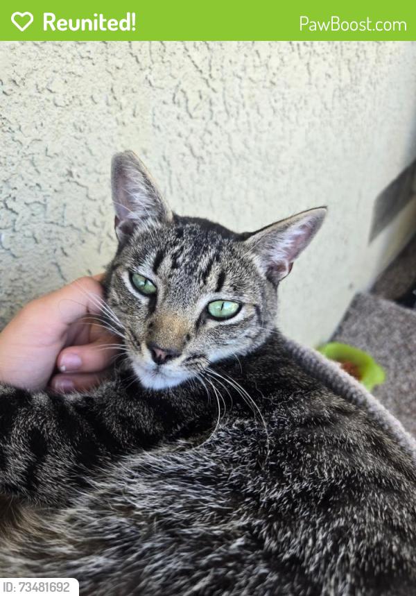 Reunited Male Cat last seen Don Julio, North Highlands, CA 95660