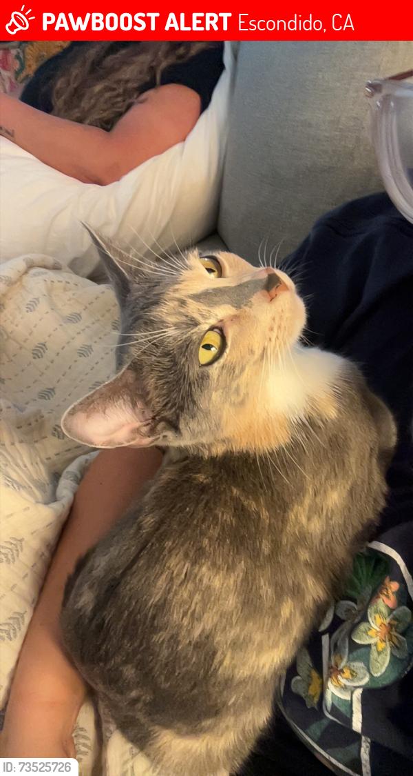 Lost Female Cat last seen Golden circle, Escondido, CA 92026