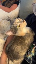 Lost Female Cat last seen Golden circle, Escondido, CA 92026