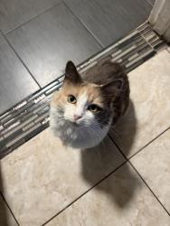 Reunited Female Cat last seen Del Mar, highcliff, new, Rosemead, CA 91770