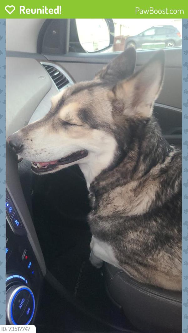 Reunited Female Dog last seen Geneva vineyard, Vineyard, UT 84058